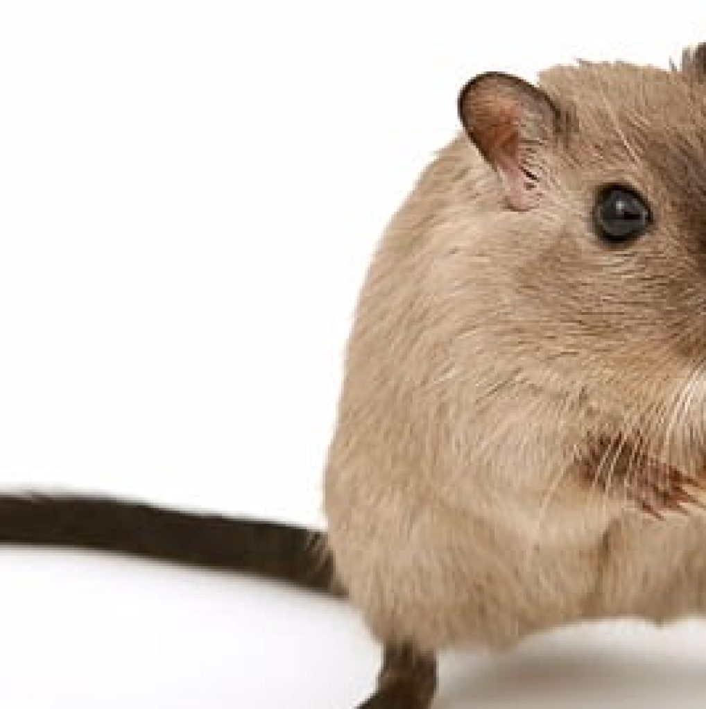 animal-attractive-beautiful-boy-thumbnail.jpg animal-attractive-beautiful-boy-thumbnail.jpg